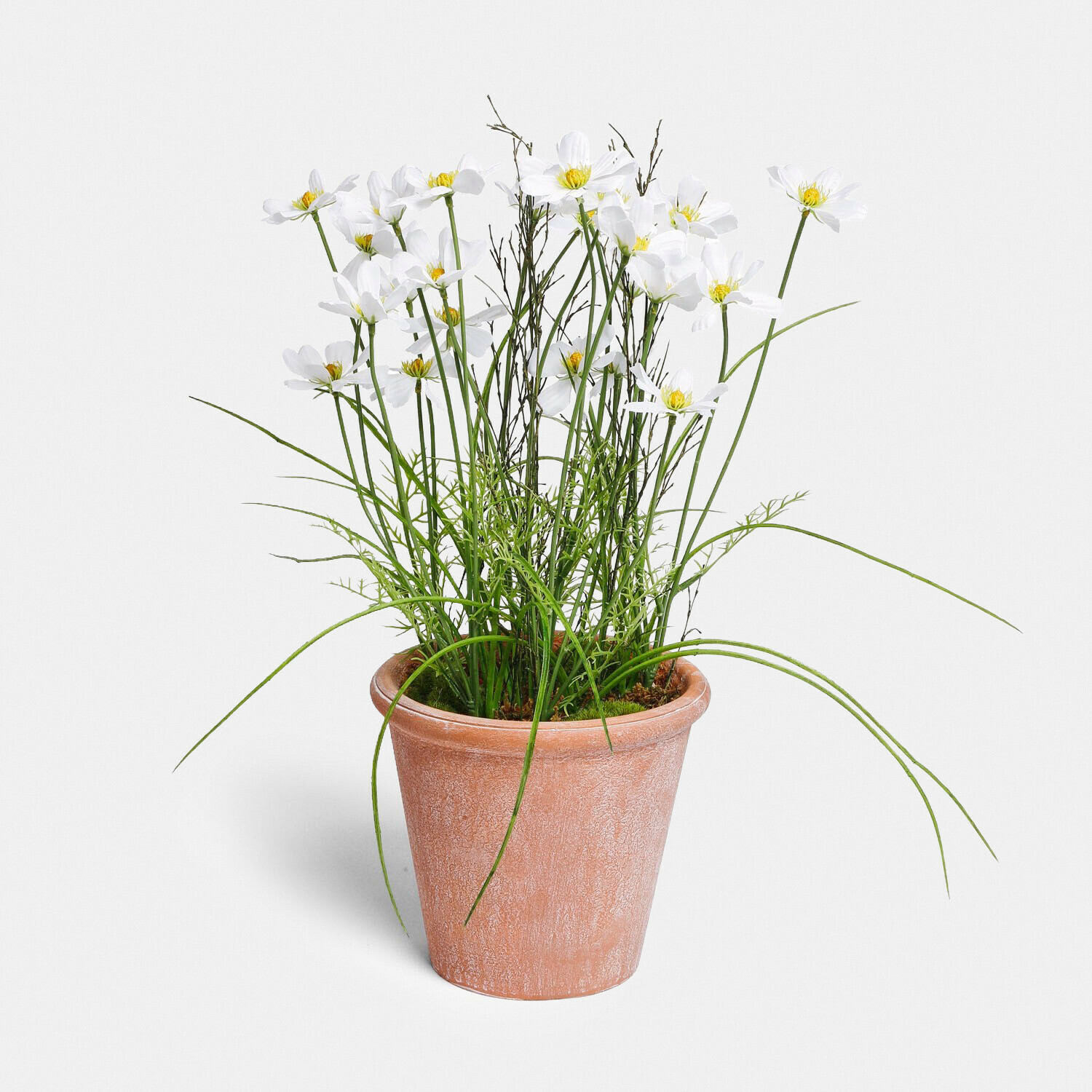 Planta decorativa en maceta Harmoise