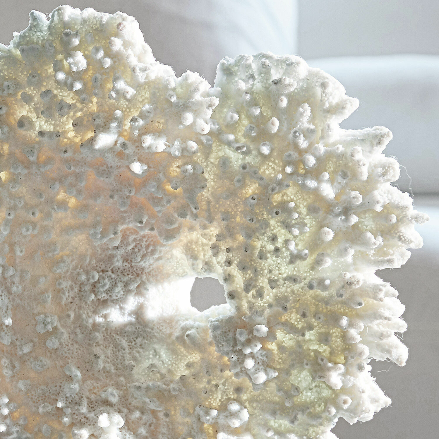 Coral decorativo Condière