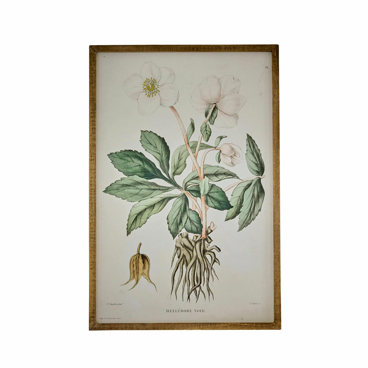 Cuadro Hellebore