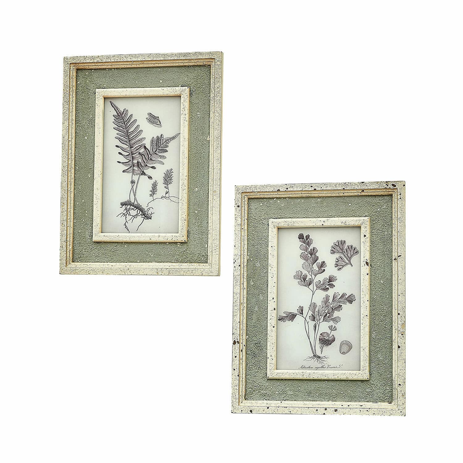 Set de 2 cuadros Cerilav Conjunto de dos marcos verdes texturizados con ilustraciones botánicas de helechos estilo vintage