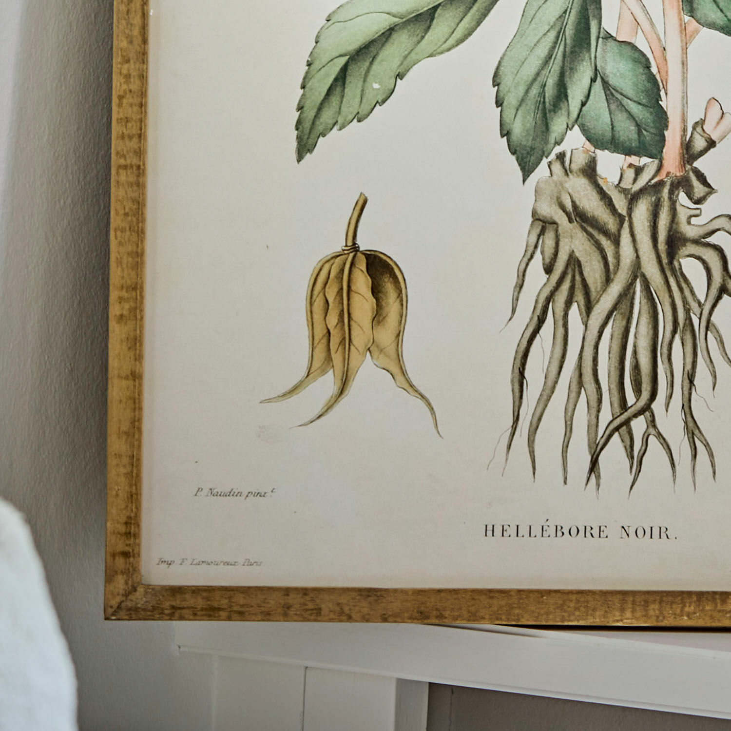 Cuadro Hellebore