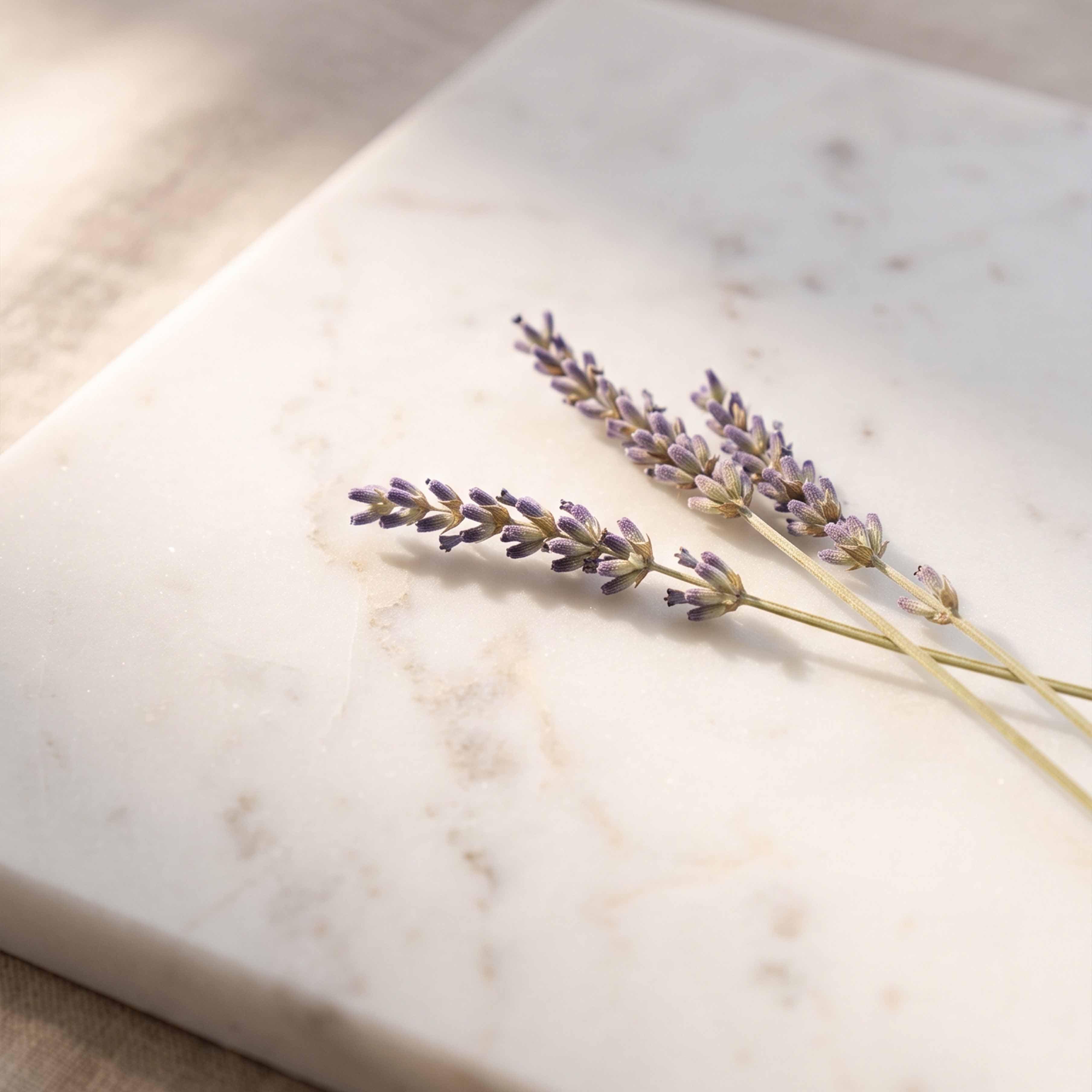 Ramas secas de lavanda morada sobre fondo claro de mármol para decoración natural