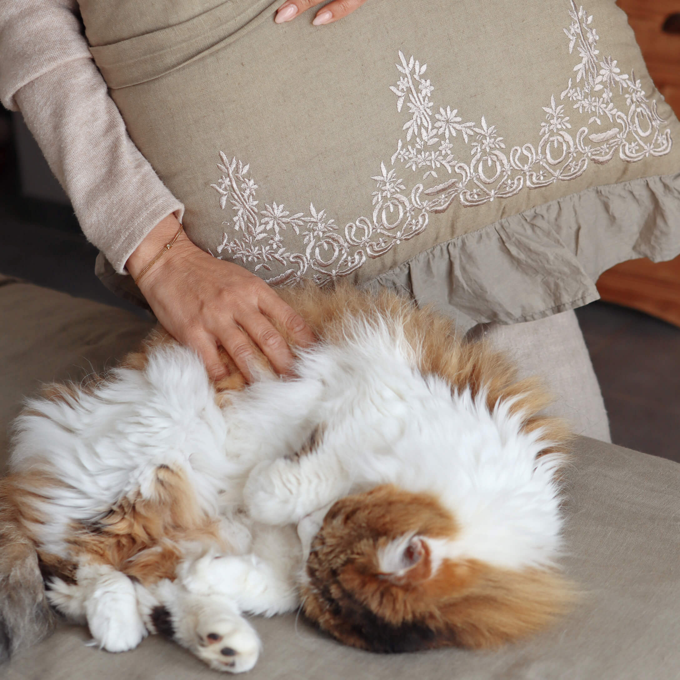 Mano acariciando un gato esponjoso blanco y naranja sobre un sofá beige con cojín bordado