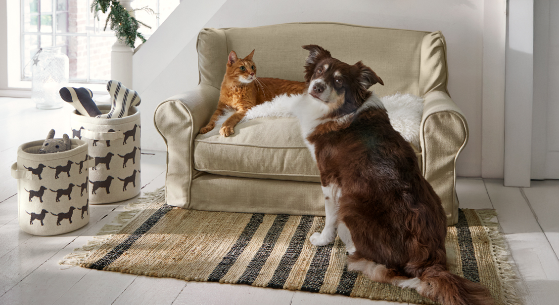 Momentos de sofá para tu compañero de cuatro patas