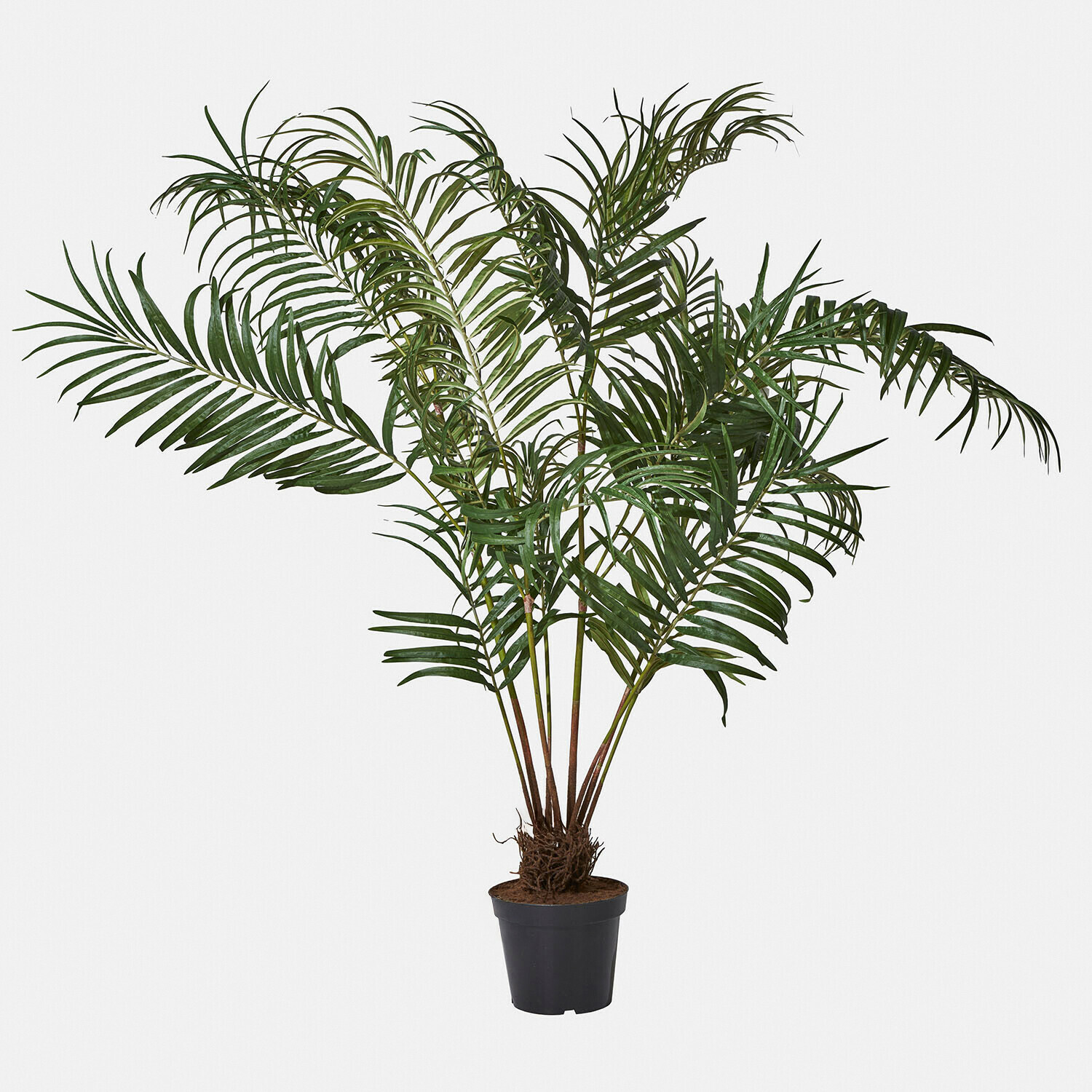 Palmera decorativa Mersina