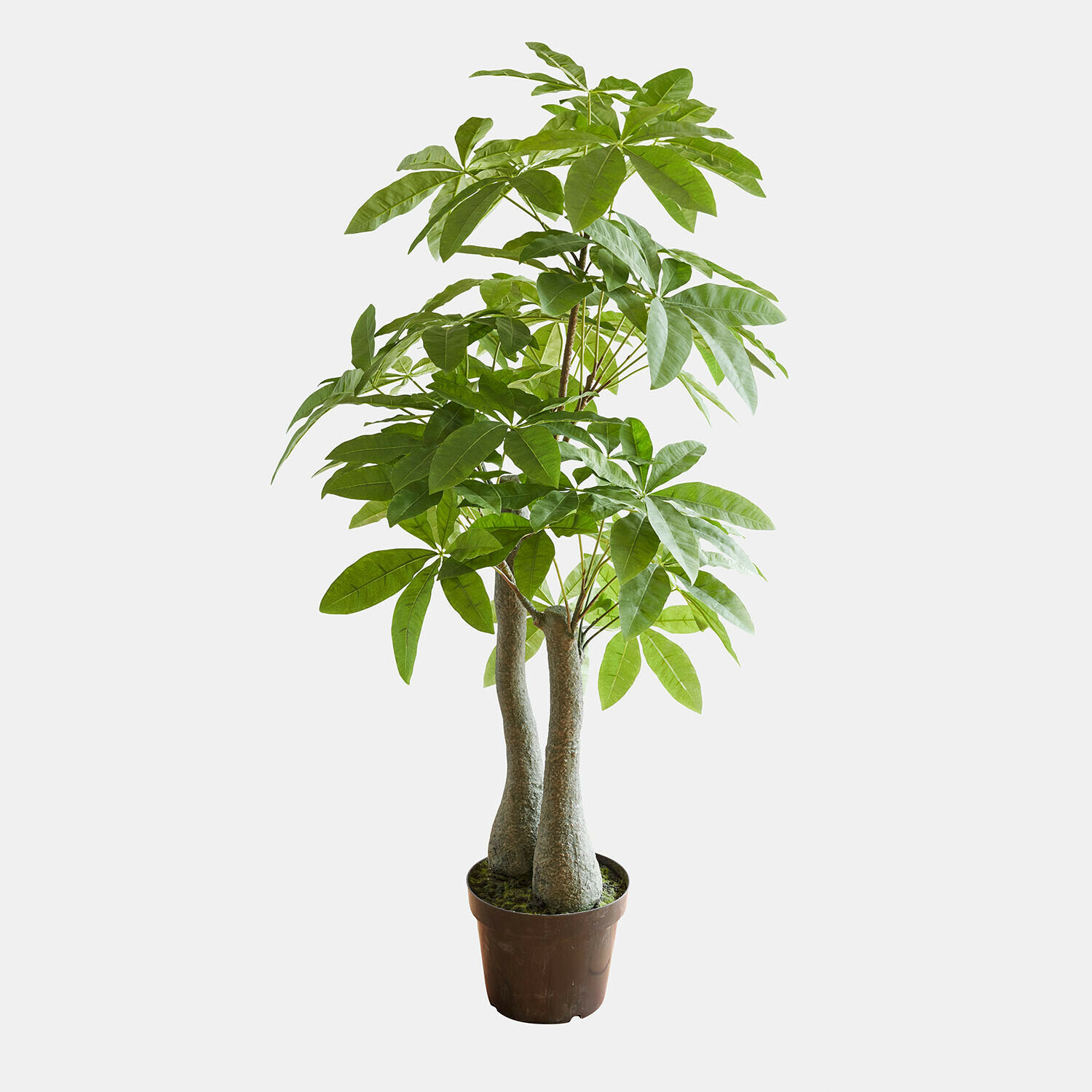 Planta decorativa en maceta Elandra