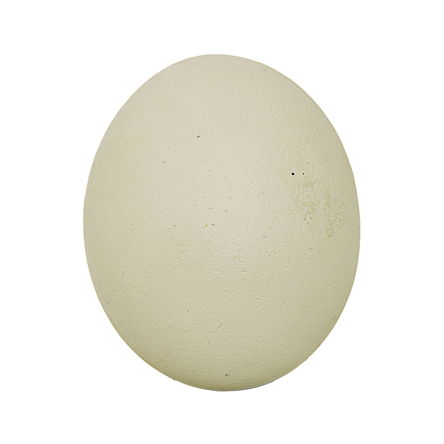 Huevo de avestruz color crema natural con superficie texturizada, objeto decorativo y de colección
