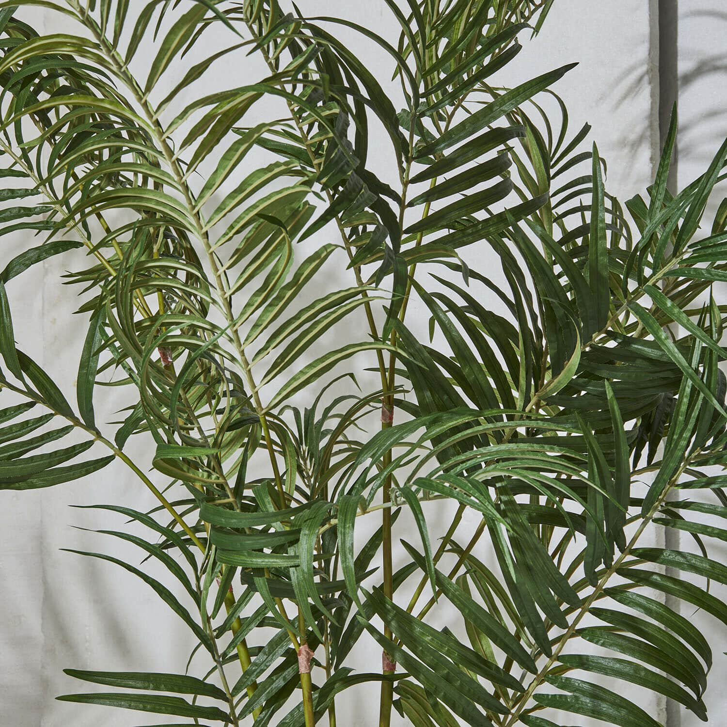 Palmera decorativa Mersina