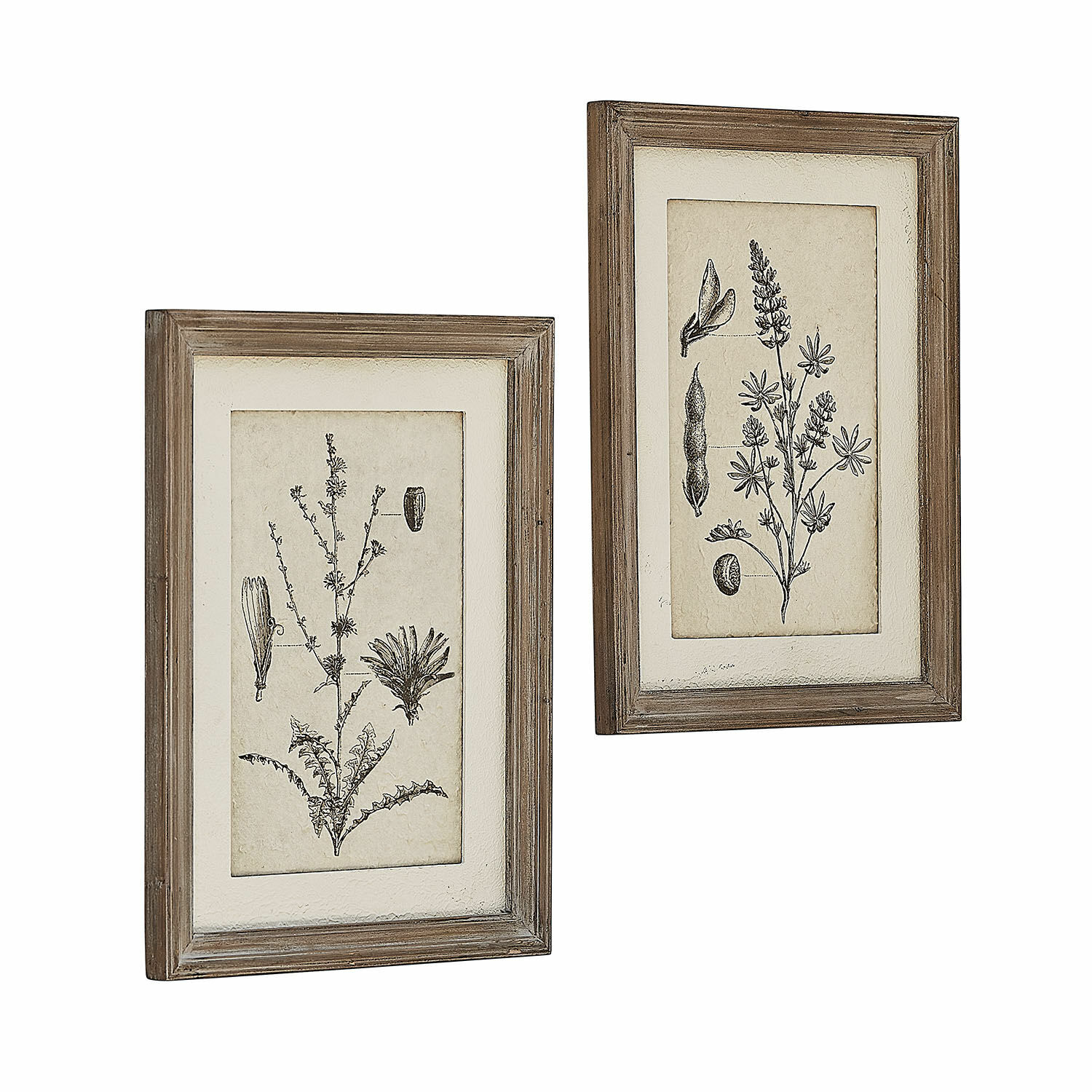 Set de 2 cuadros Stanbury Dos cuadros botánicos rústicos con marco de madera natural para decoración de paredes