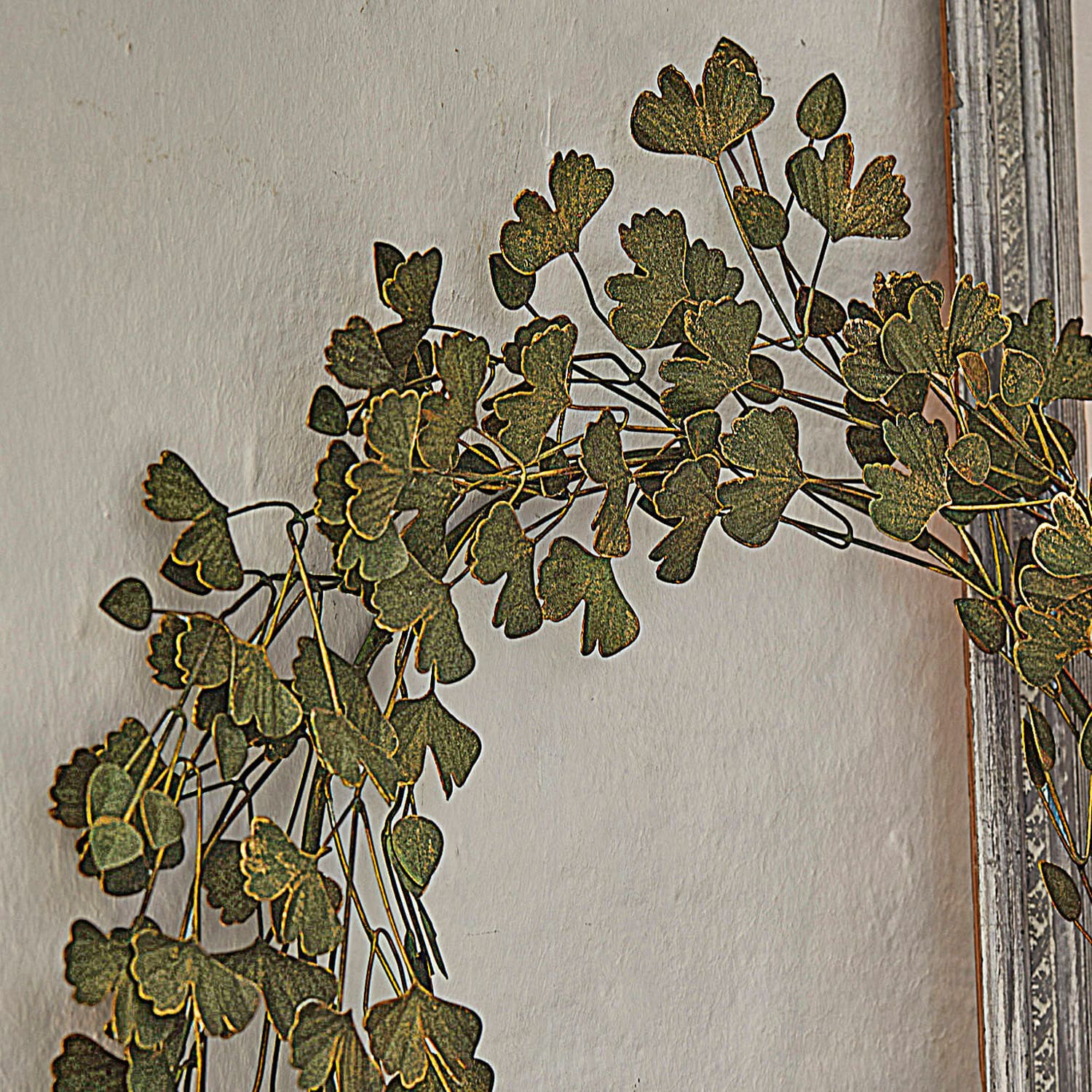 Corona Syrdarja