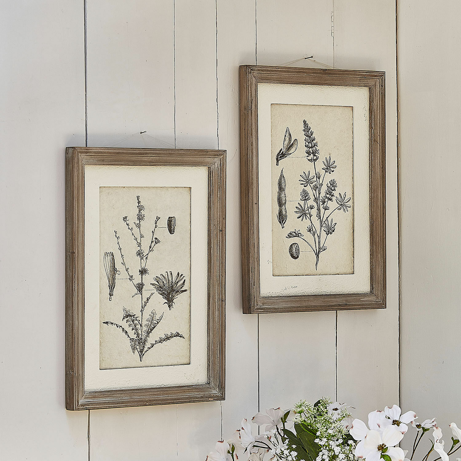 Set de 2 cuadros Stanbury Dos marcos de madera rústica con dibujos botánicos en blanco y negro colgados en la pared, decoración