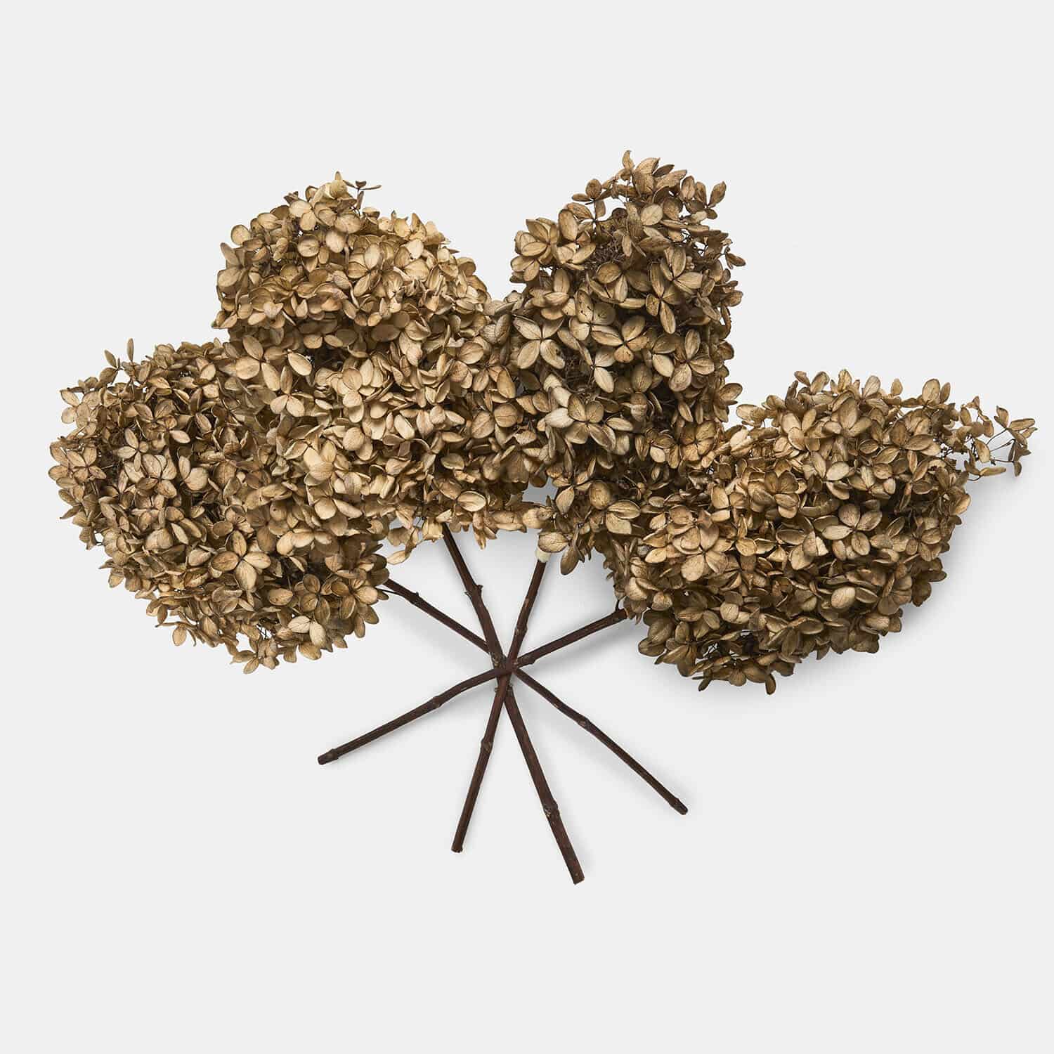 Set de 4 flores secas Brissonne
