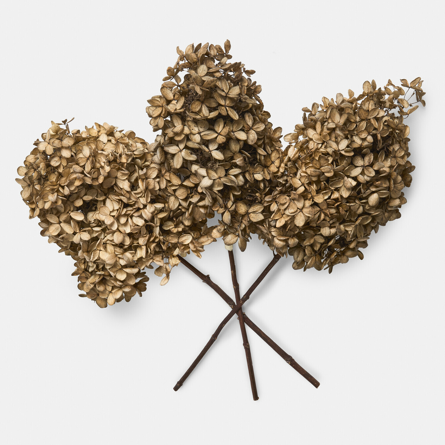 Set de 3 flores secas Brissonne