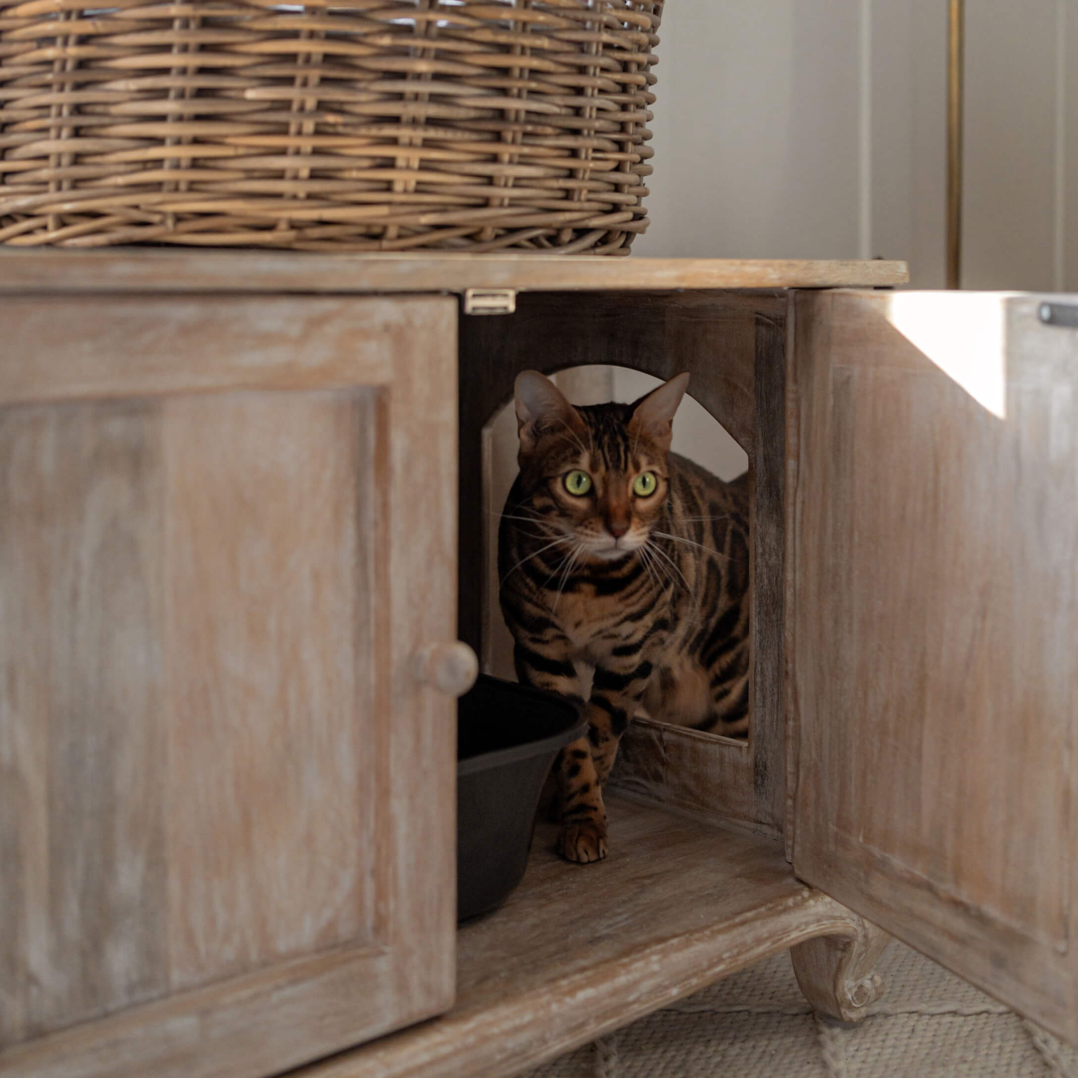 Gato bengalí marrón con ojos verdes dentro de un armario de madera con puertas abiertas