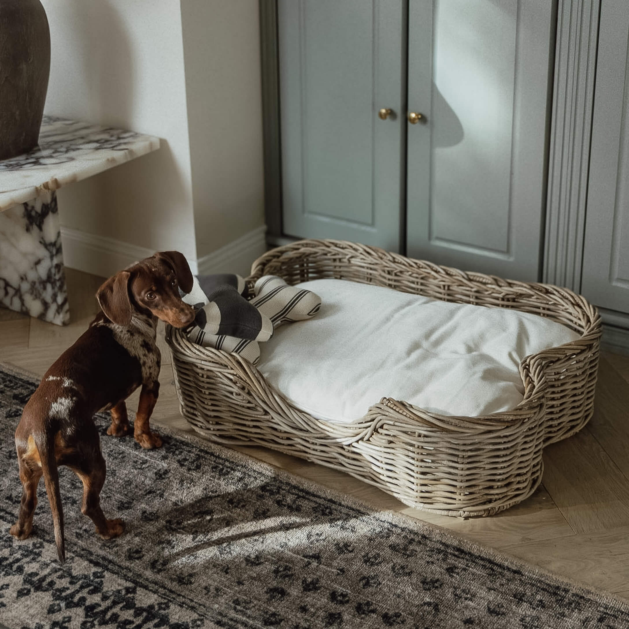 Perro salchicha marrón junto a cama de mimbre con cojín blanco y juguete en salón con armario gris