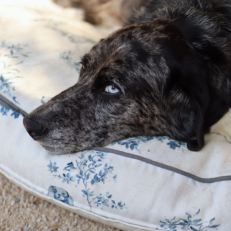 Perro con pelaje jaspeado y ojos azules descansando sobre cojín blanco con estampado floral azul