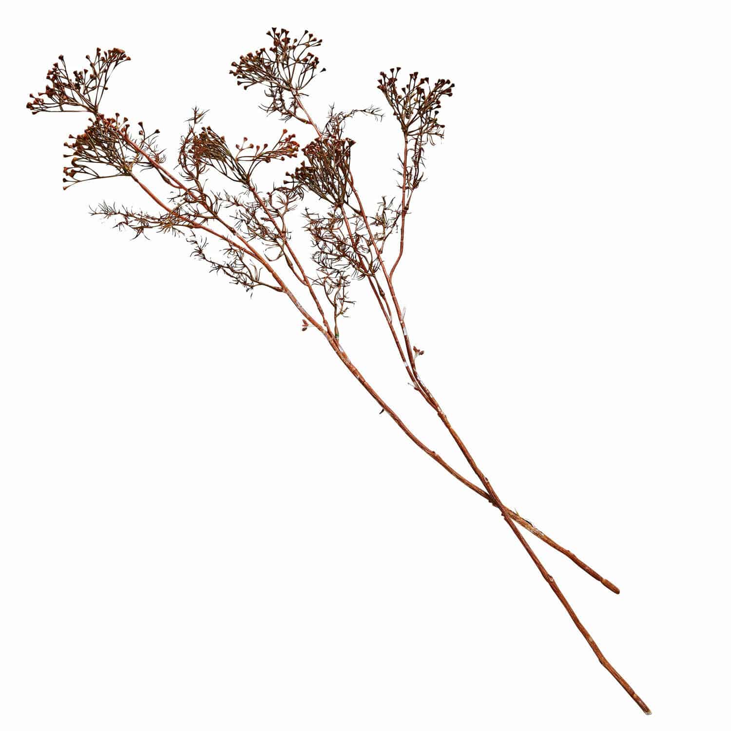Set de 4 flores decorativas Jennings