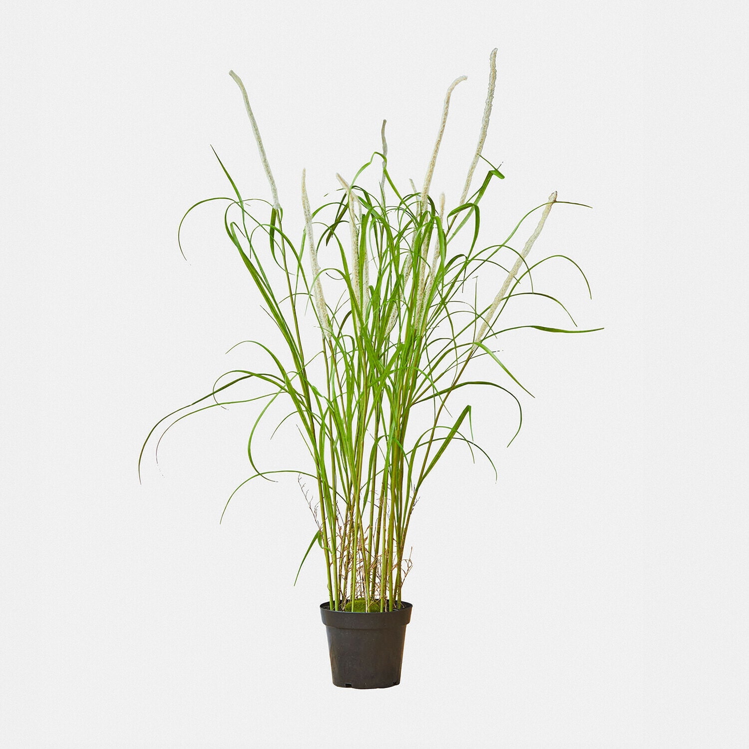 Planta decorativa de espadaña Clarisa
