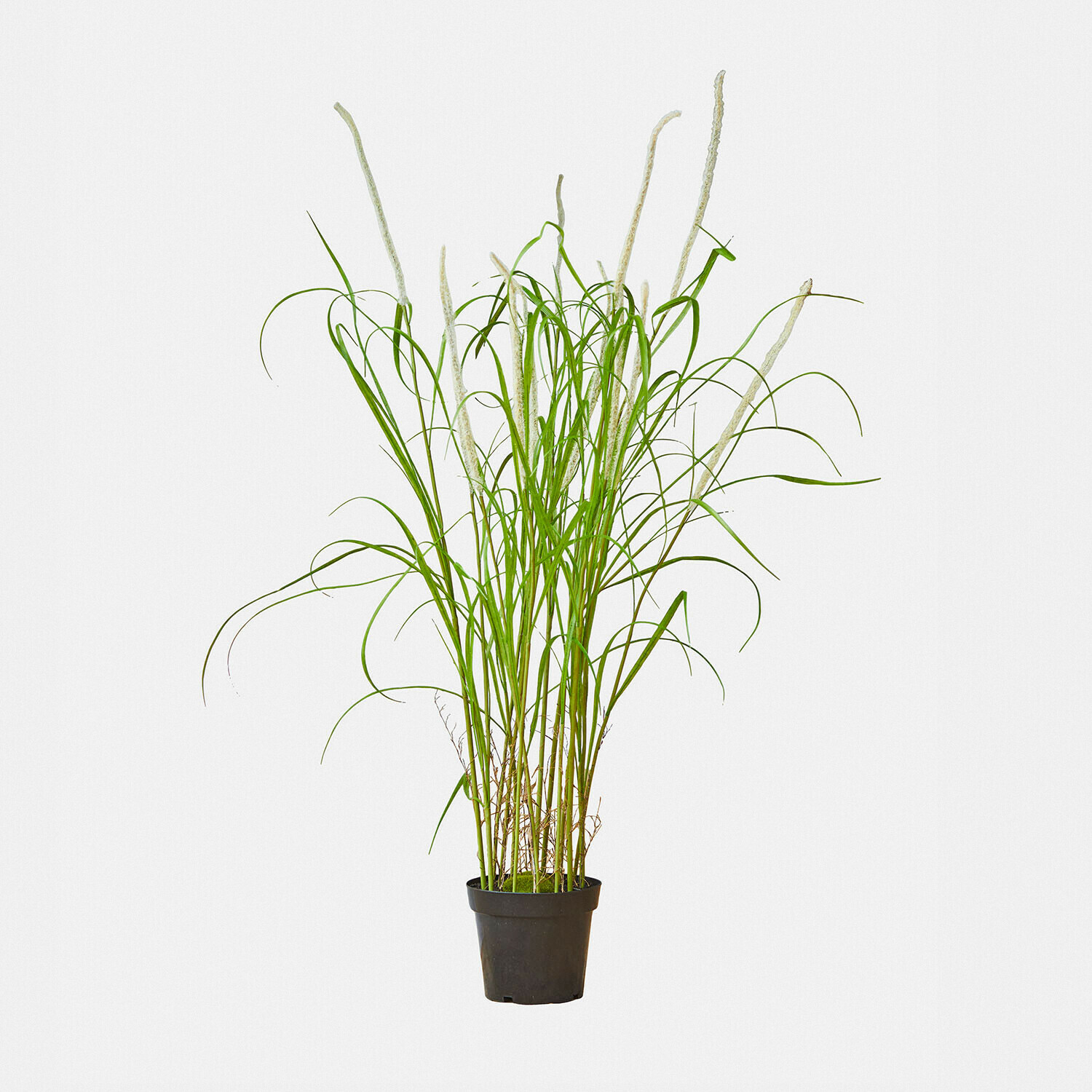 Planta decorativa de espadaña Clarisa