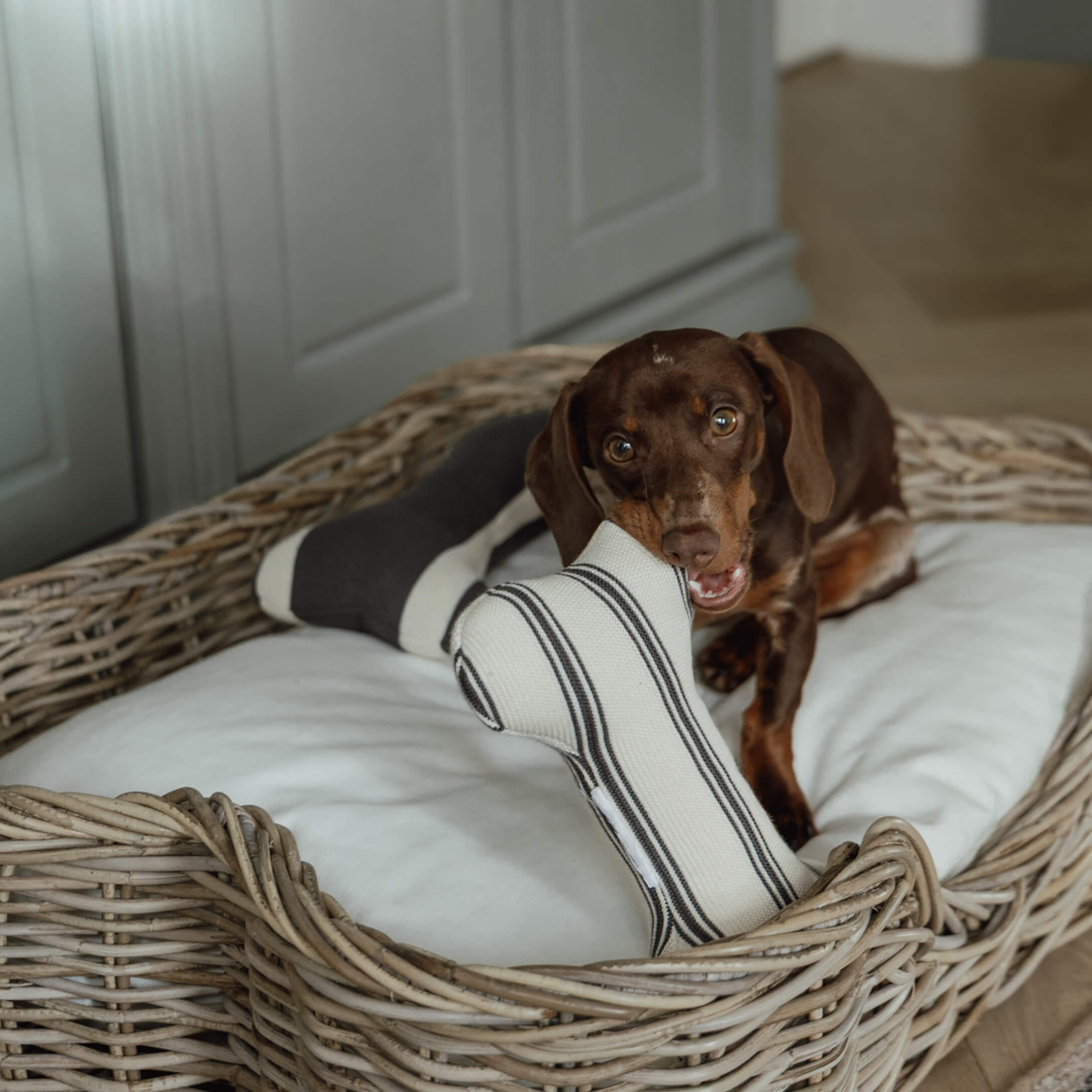 Teckel marrón jugando con hueso de tela en cama de mimbre con cojín blanco