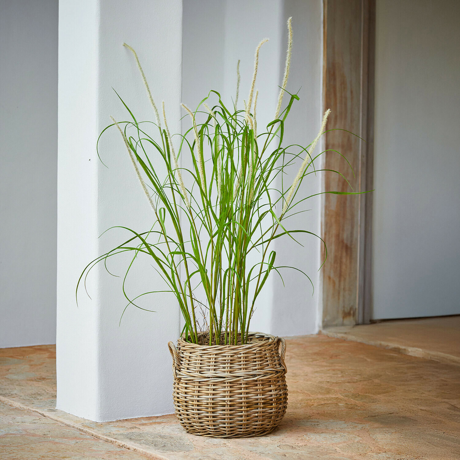 Planta decorativa de espadaña Clarisa