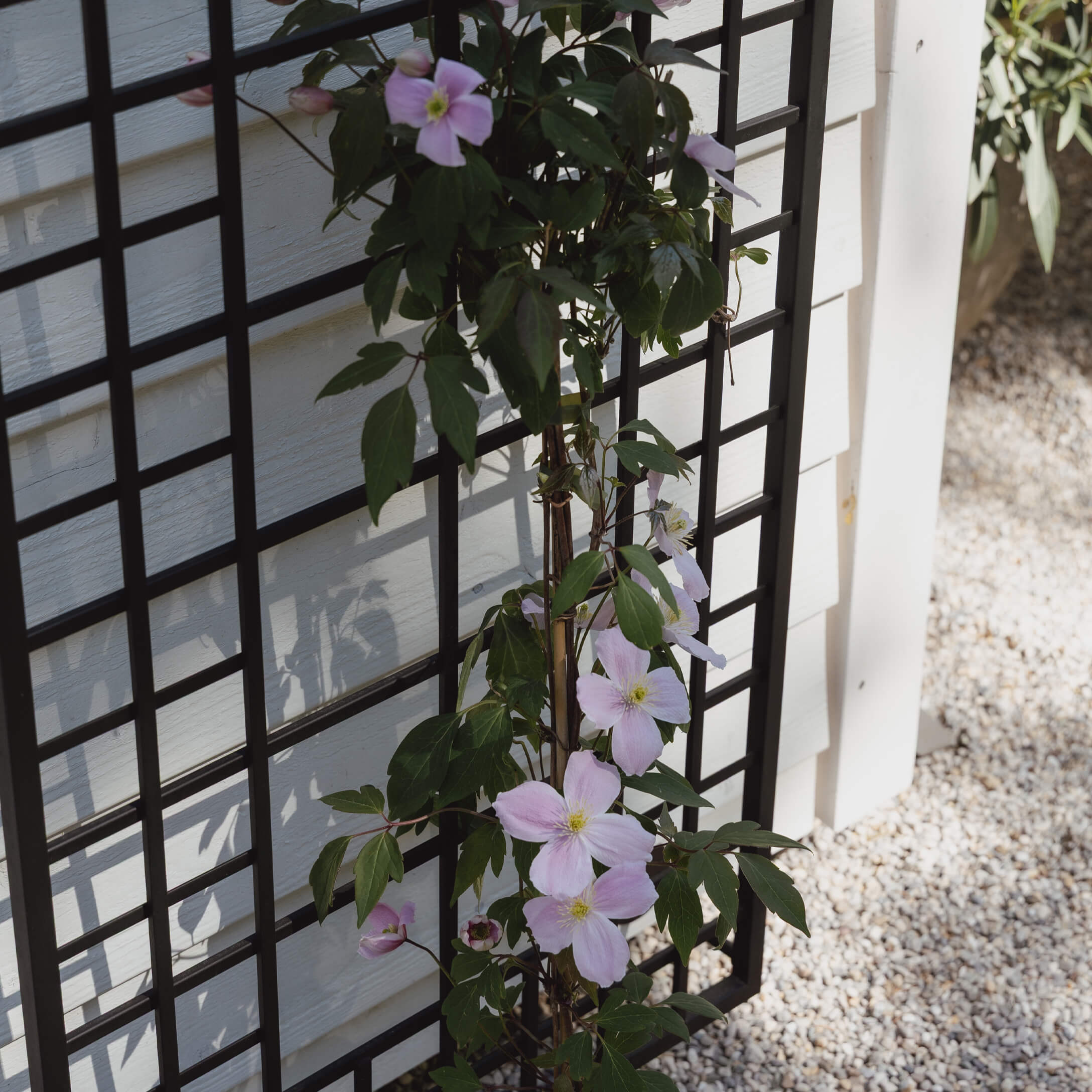 Enrejado metálico negro con planta trepadora de flores rosa claro junto a pared blanca