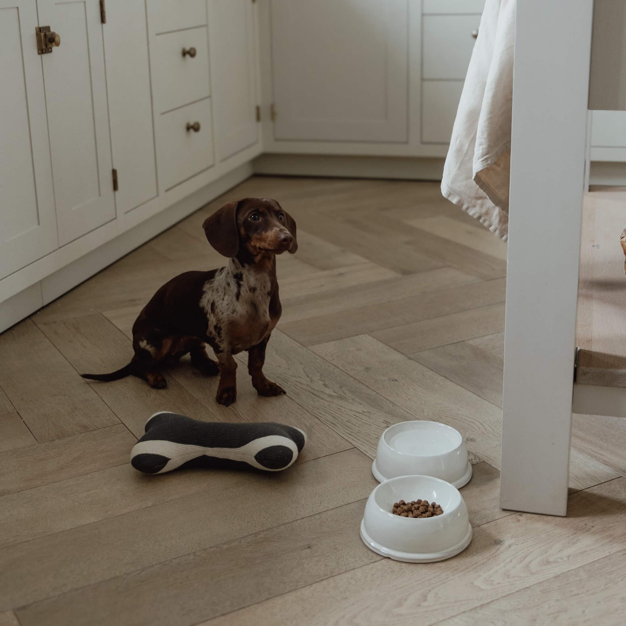 Pequeño perro salchicha marrón y blanco sentado en suelo de madera junto a comederos y juguete