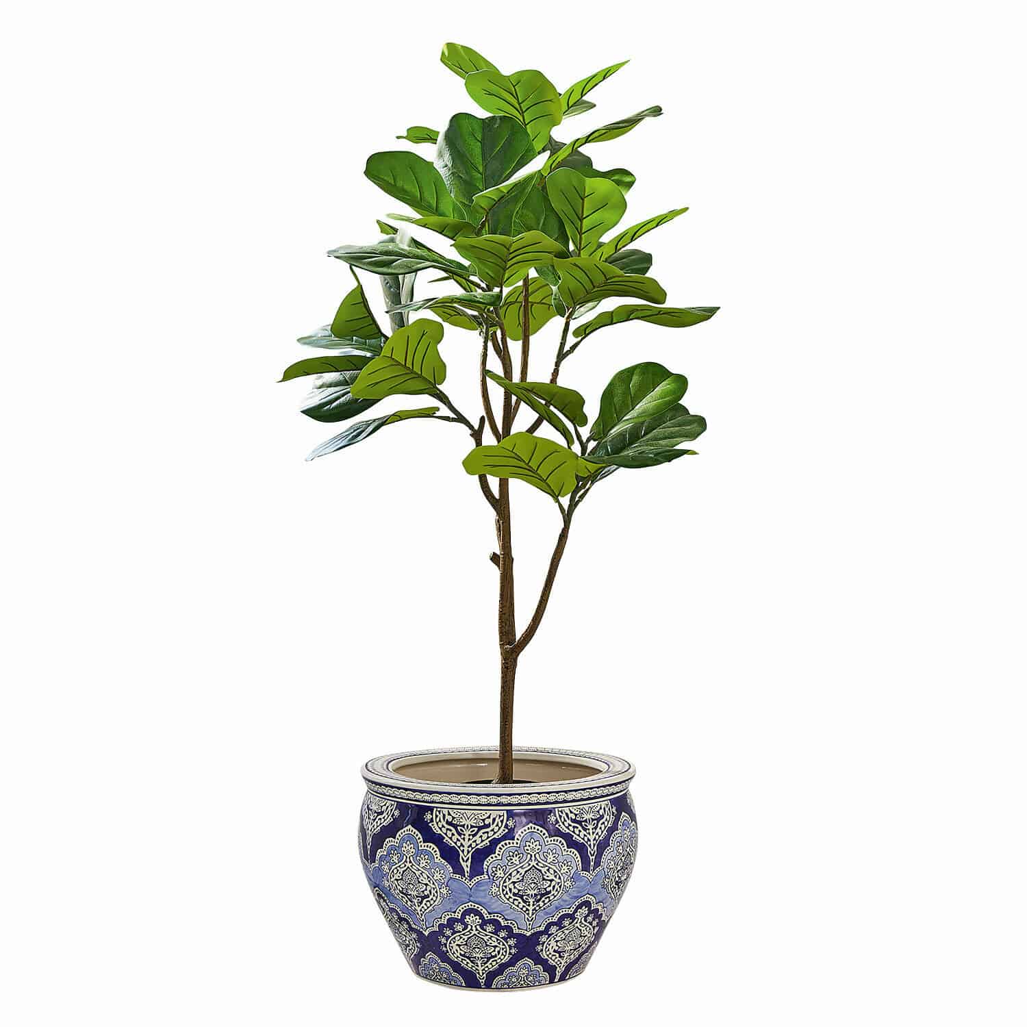 Planta decorativa en maceta Evolet