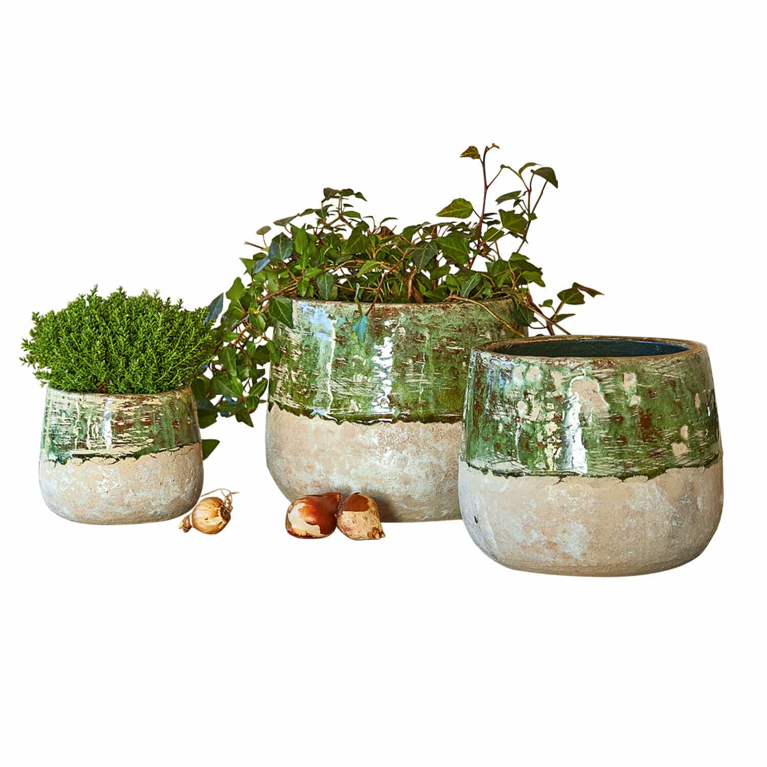 Conjunto de tres macetas de cerámica verde y beige con plantas y bulbos de flores
