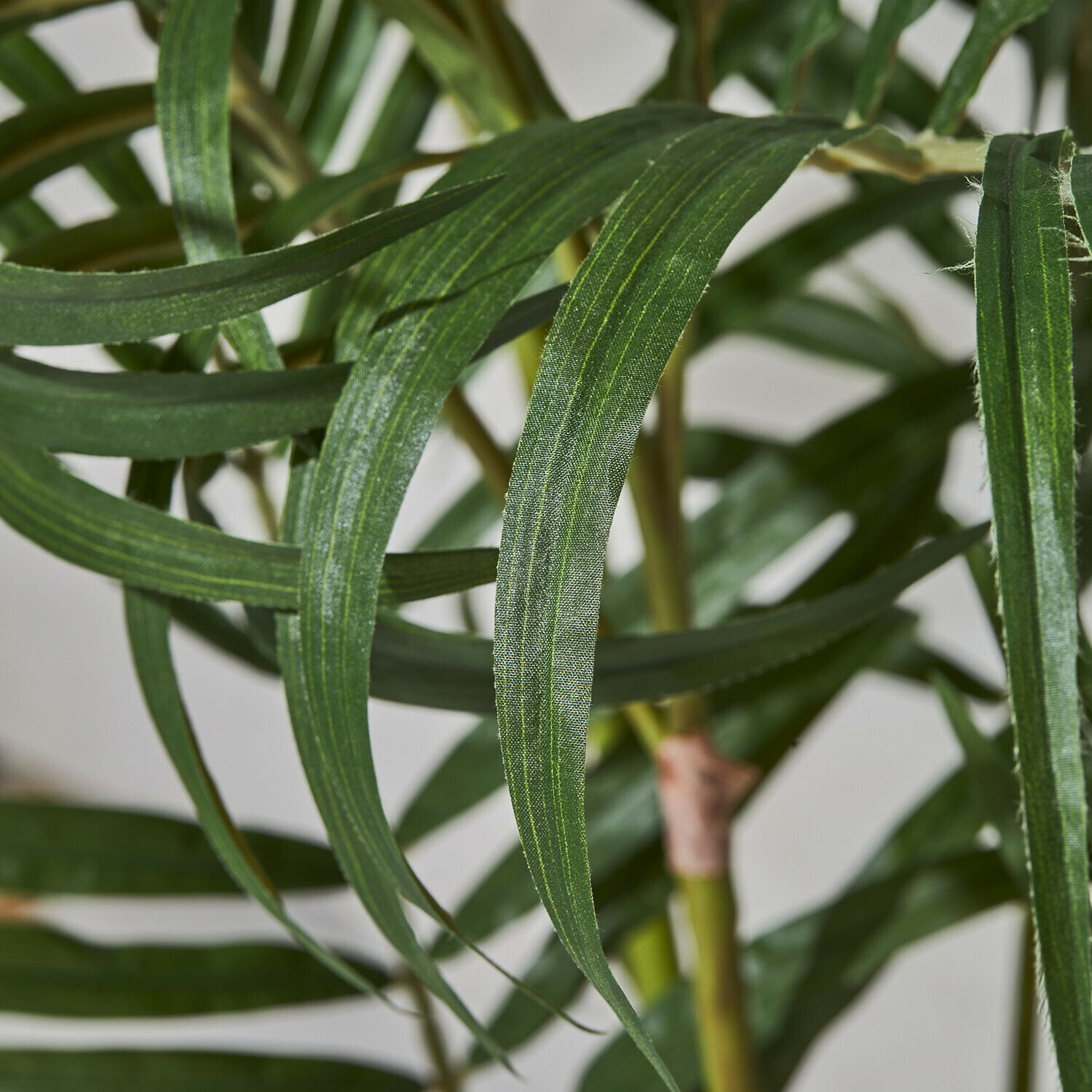 Palmera decorativa Mersina