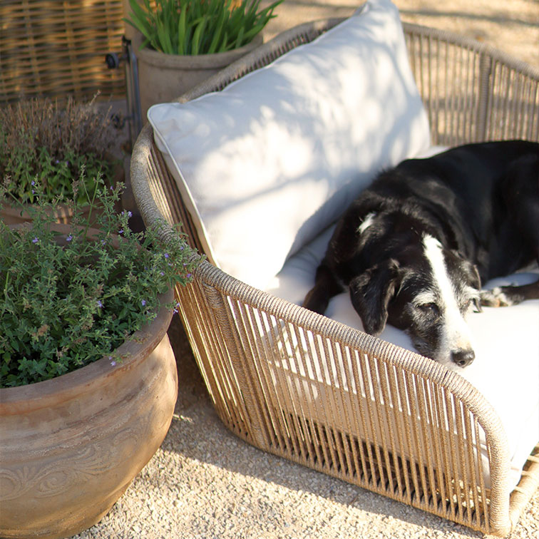 Perro blanco y negro descansando en sillón de mimbre beige con cojín claro en jardín soleado con macetas