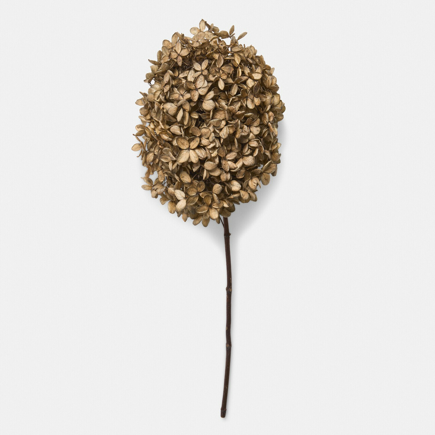 Set de 3 flores secas Brissonne