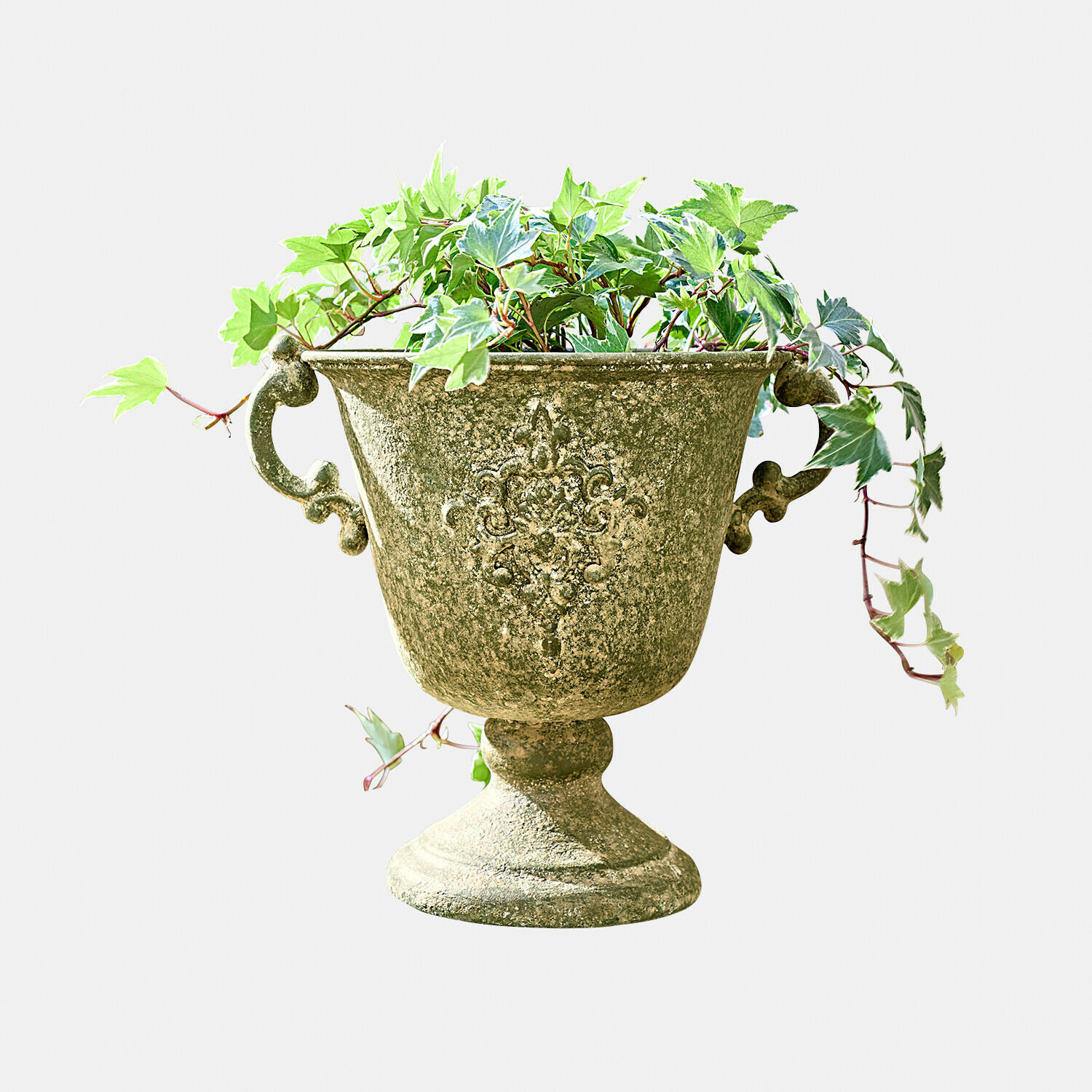 Ánfora Ivyridge