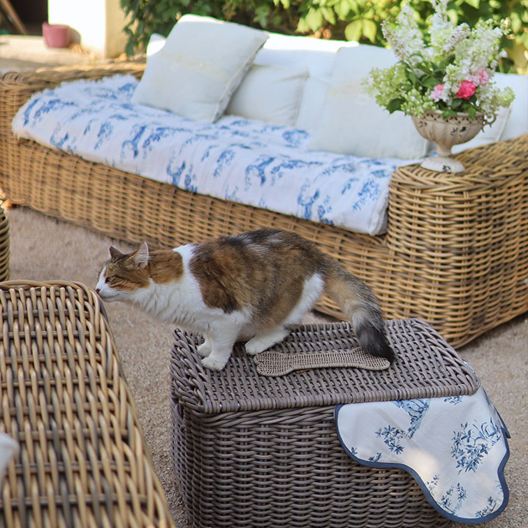 Gato tricolor sobre baúl de mimbre junto a sofá con cojines y flores en terraza