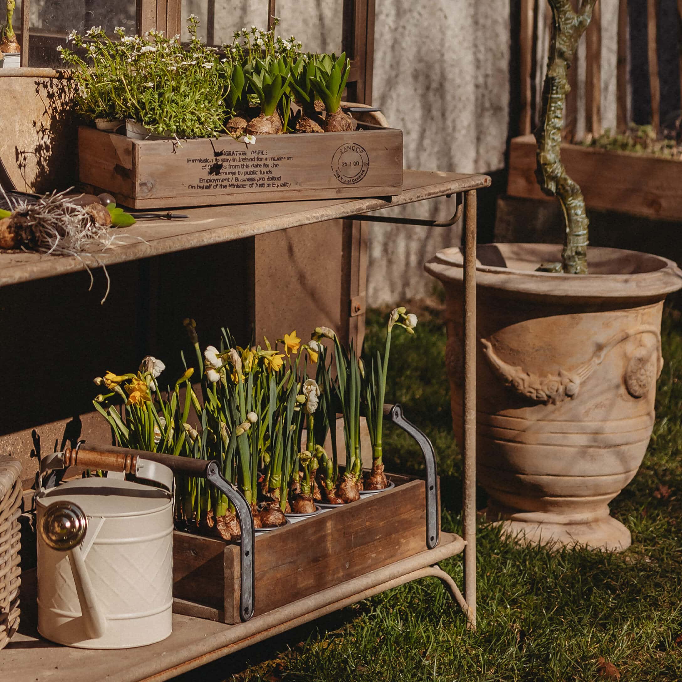 Caja de madera con bulbos de narcisos y plantas verdes en estante metálico en jardín