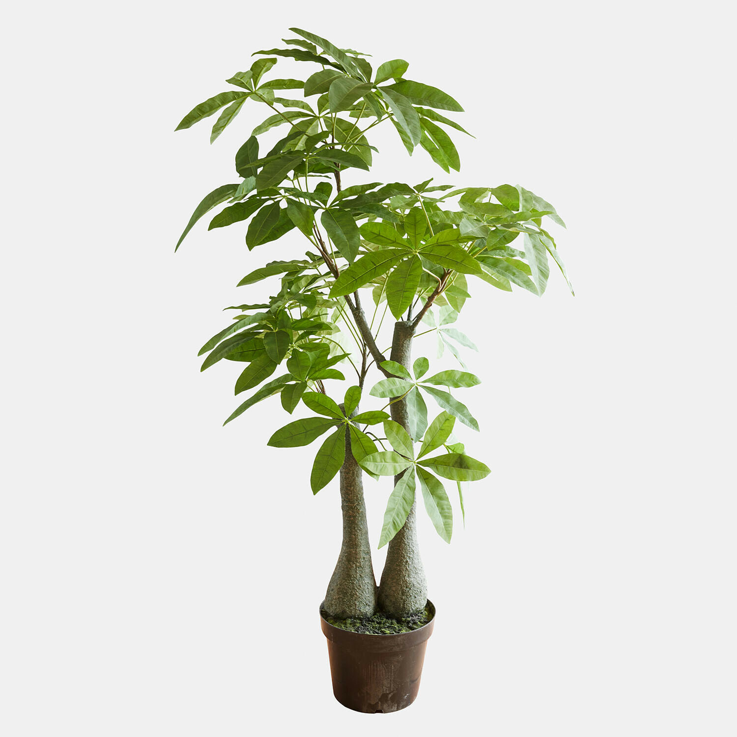 Planta decorativa en maceta Elandra