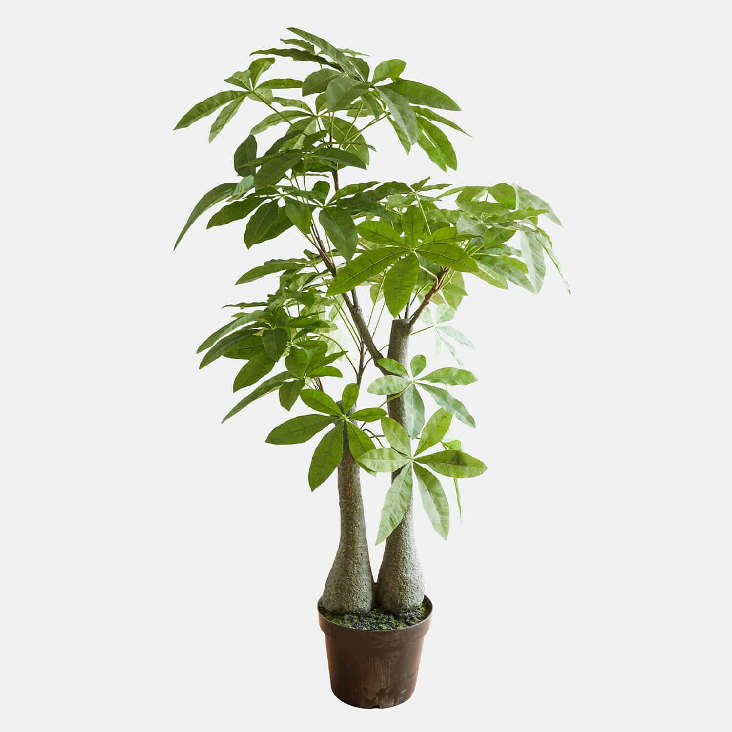 Planta decorativa en maceta Elandra