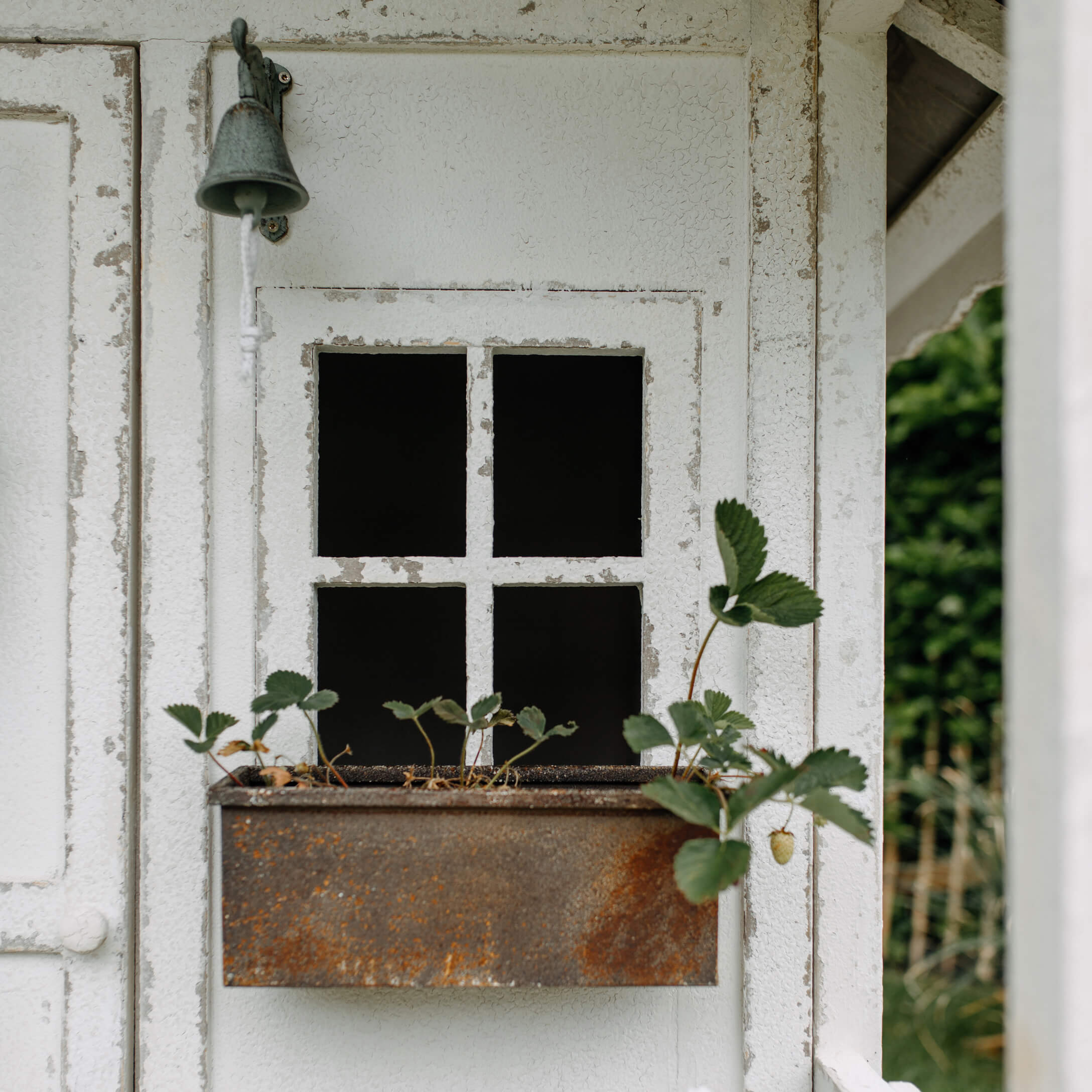 Maceta metálica oxidada con plantas verdes en ventana de madera blanca envejecida