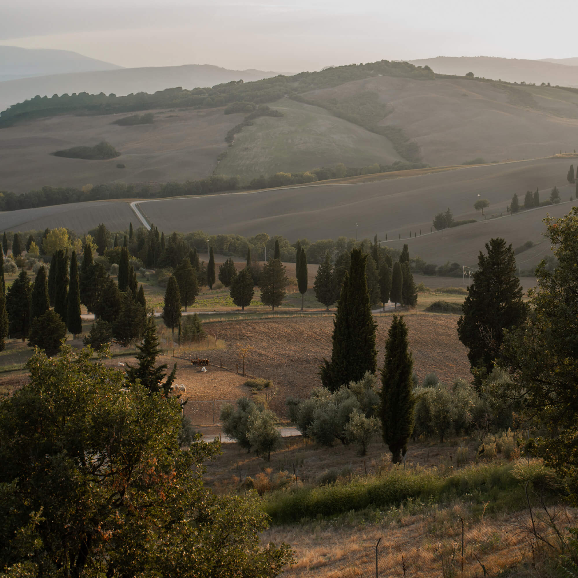 Paisaje toscano con cipreses y campos bajo la luz dorada del atardecer