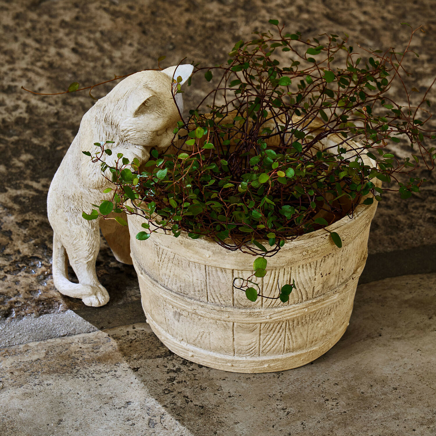 Macetero Finløf Maceta de piedra clara con planta verde y figura de gato beige sobre suelo de piedra