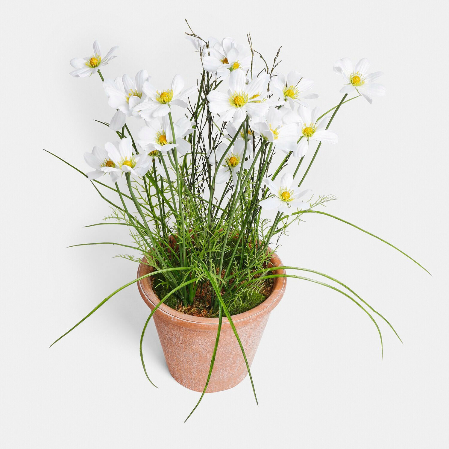 Planta decorativa en maceta Harmoise