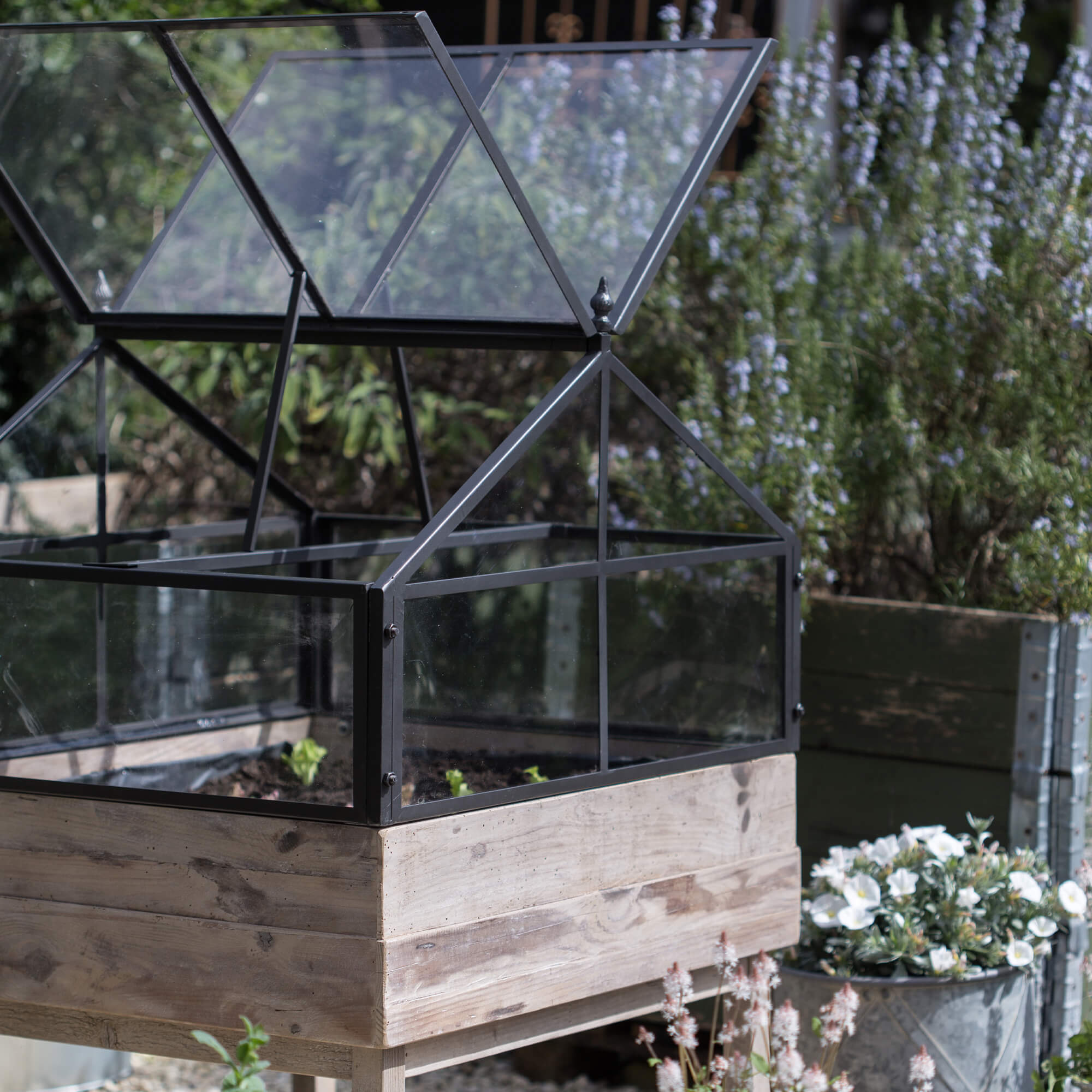 Invernadero de vidrio con base de madera en jardín para cultivo de plantas y verduras