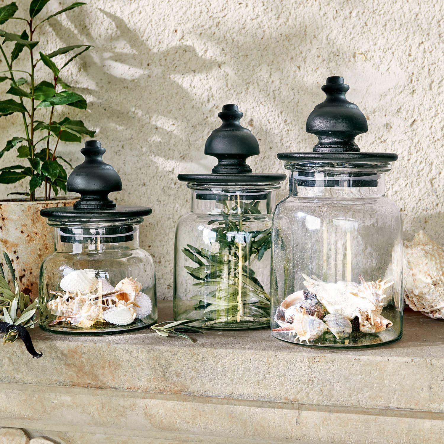 Set de 3 tarros Hakeen Conjunto de tres frascos de vidrio con tapas negras, decorados con conchas y ramas verdes
