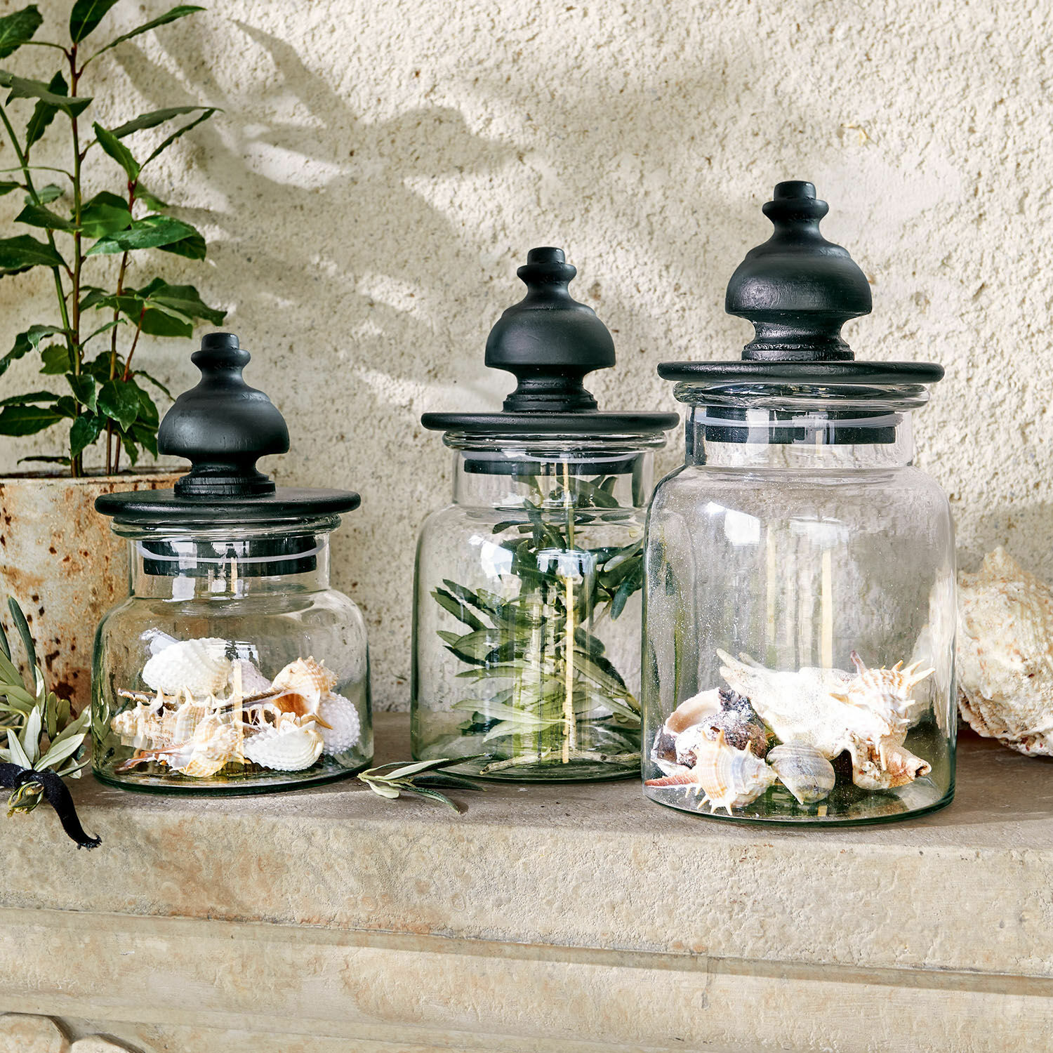 Set de 3 tarros Hakeen Conjunto de tres frascos de vidrio con tapas negras, decorados con conchas y ramas verdes