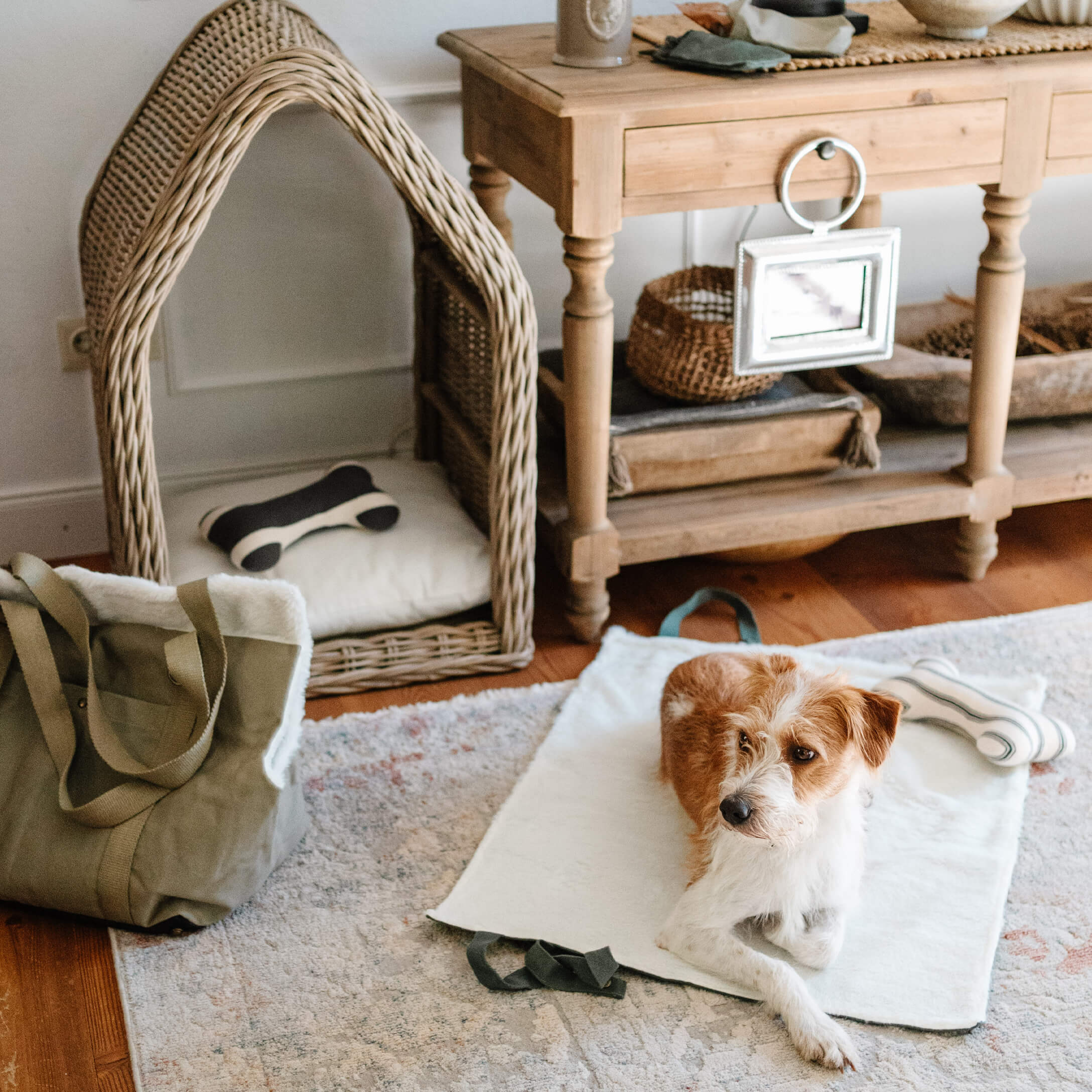 Perro marrón y blanco acostado sobre una alfombra blanca suave junto a una cesta de mimbre y una mesa de madera