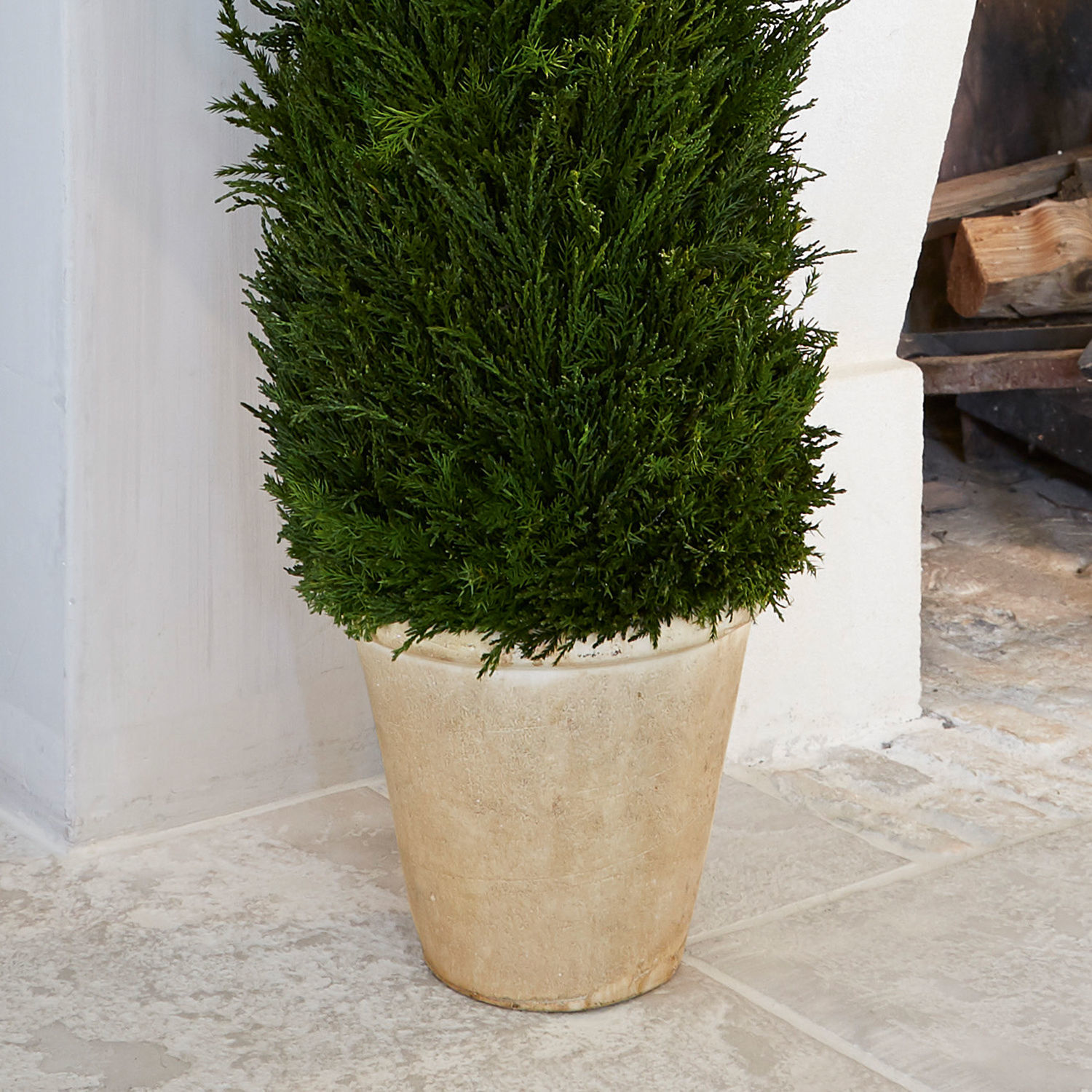 Planta decorativa Arras