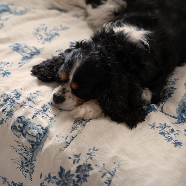 Perro blanco y negro durmiendo sobre tela blanca con estampado floral azul