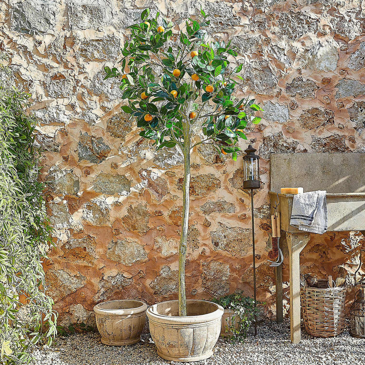 Planta decorativa Delbart Árbol cítrico en maceta de terracota grande frente a pared de piedra en jardín soleado