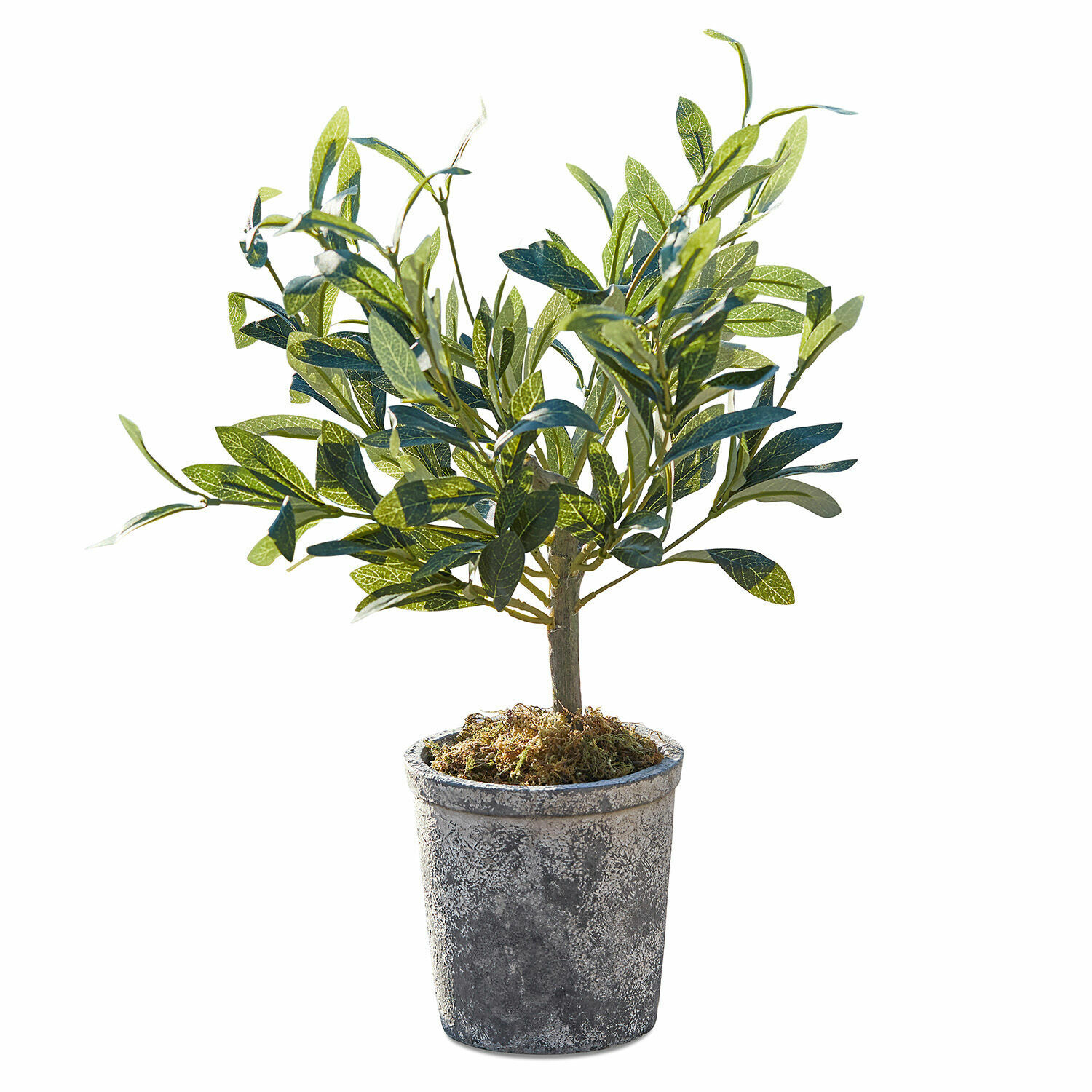 Planta decorativa Mariuccia Árbol de olivo artificial en maceta gris con musgo decorativo, planta decorativa para interiores y exteriores