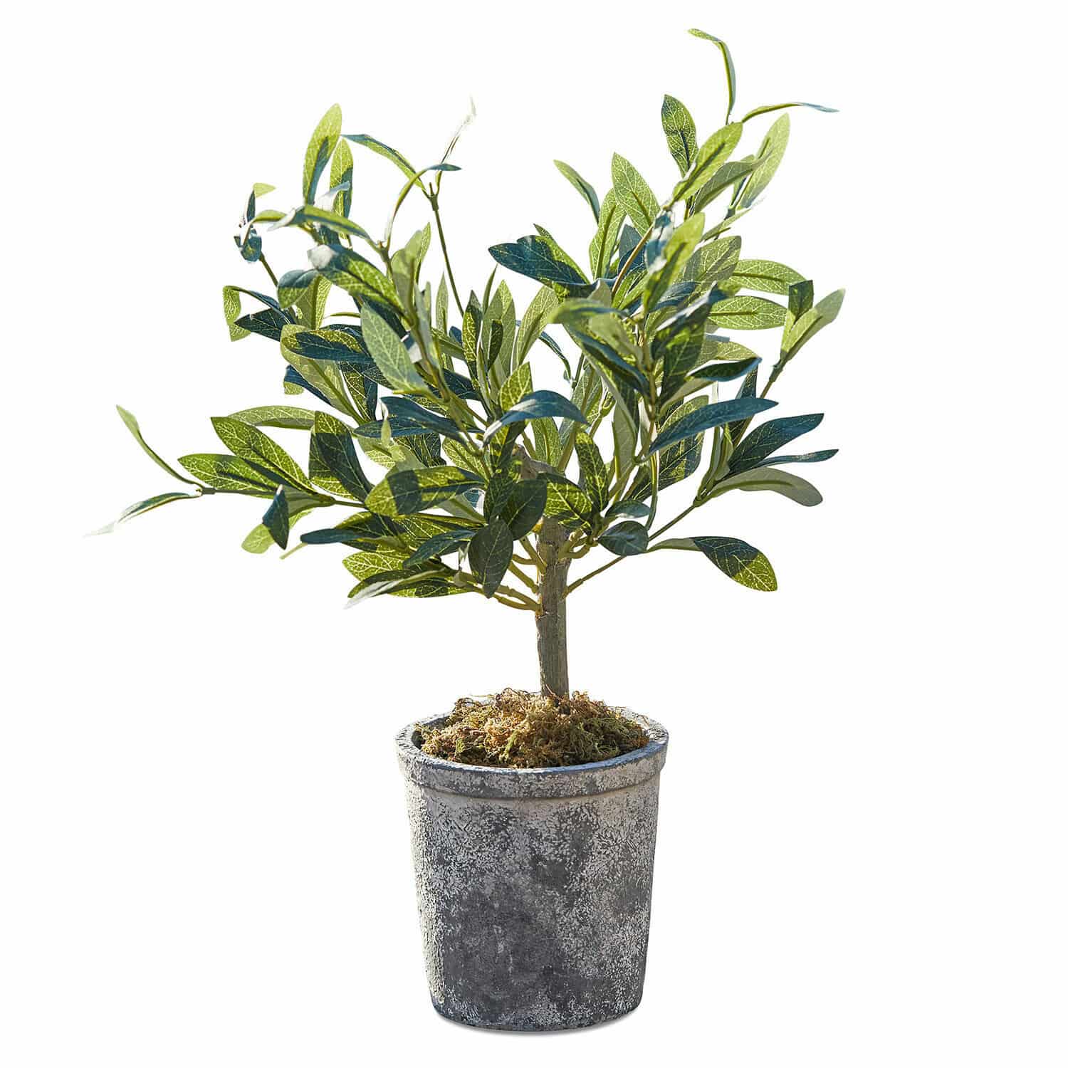 Planta decorativa Mariuccia Árbol de olivo artificial en maceta gris con musgo decorativo, planta decorativa para interiores y exteriores